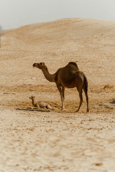 Camel and calf resting in the Abu Dhabi desert under the sun.