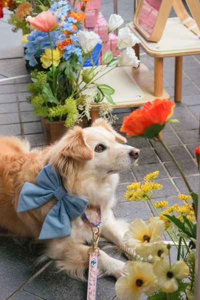 Charming fluffy dog with blue bow surrounded by vibrant flowers outdoors.